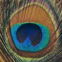 Nicole Nolden logo