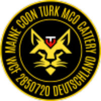 Maine Coon Turk-Mco Cattery