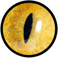 JobLynx.ca logo