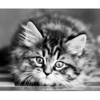 Mile High Siberians - Siberian Kittens For Sale