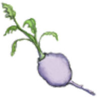 Tiny Turnip LLC