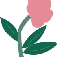 Wild Rose Audiology Clinic Ltd